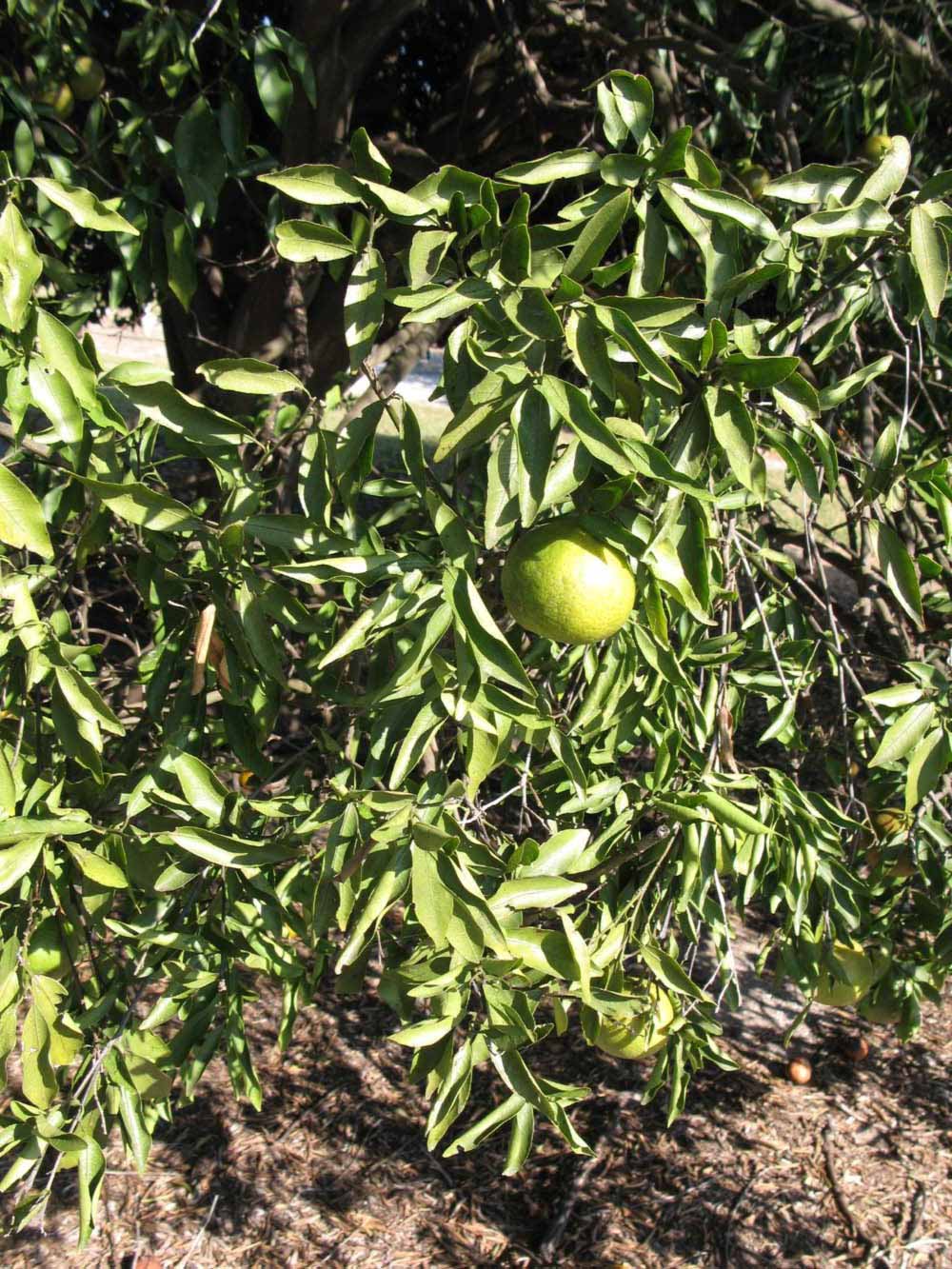            Sun leaves (Winter Haven, FL)   